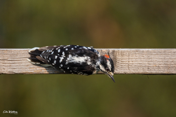 Downy Woodpecker H 2021