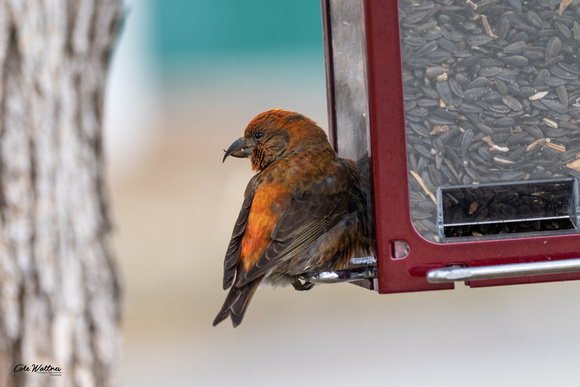 Red Crossbill A 2020