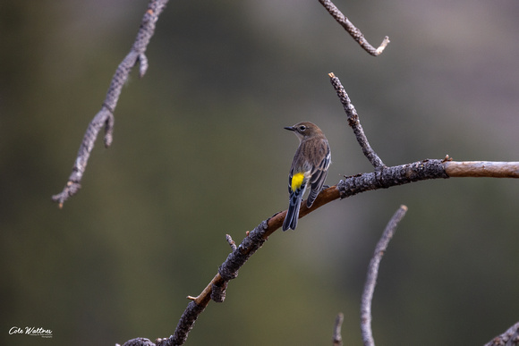 Yellow-rumped Warbler A 2021