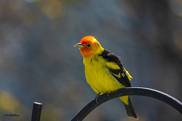 Western Tanager B 2021