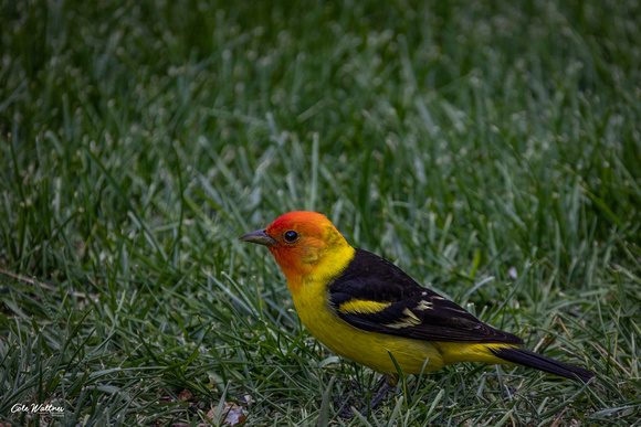 Western Tanager C 2021