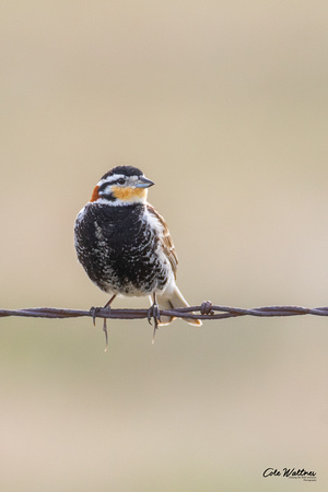 Chestnut-collared Longspur A 2020