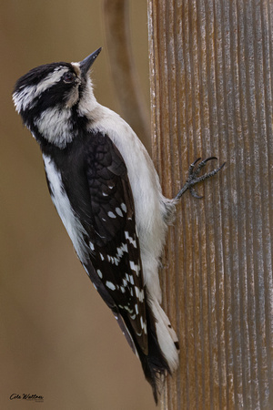Downy Woodpecker I (Female) 2020