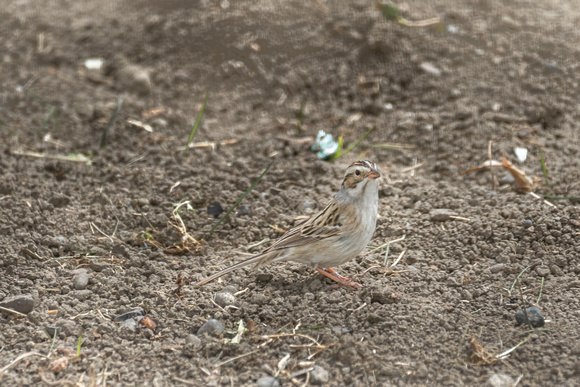 Clay-colored Sparrow B 2020
