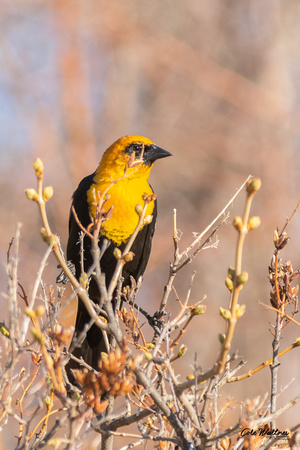 Yellow-headed Blackbird B 2020