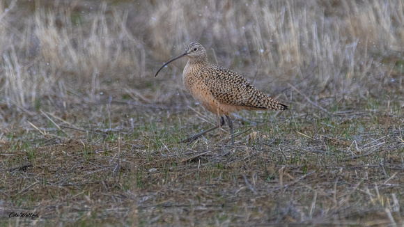 Long-billed Curlew B 2020