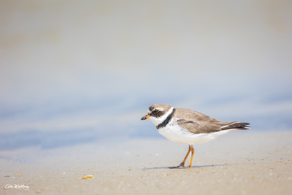 Semipalmated Plover A