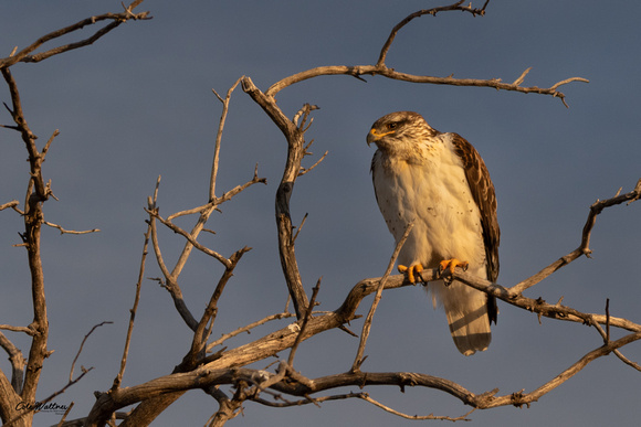 Red-tailed Hawk A 2020