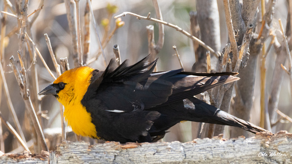 Yellow-headed Blackbird A 2020