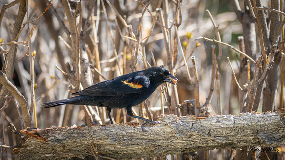 Red-winged Blackbird A 2021