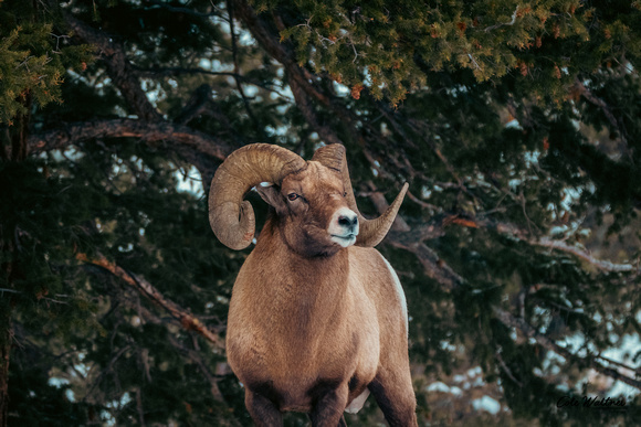 Bighorn Ram looking right 2019