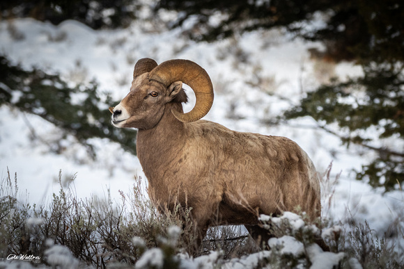 Bighorn Ram looking left 2019