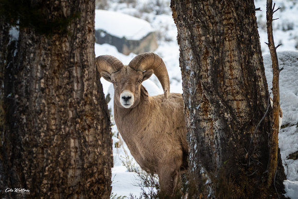 Two Tree Bighorn Ram 2019