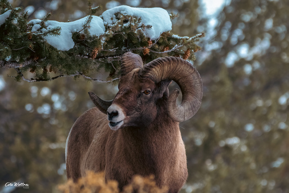Bighorn Ram looking left A 2019