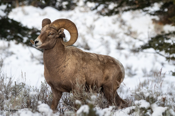 Bighorn Ram snowy background A 2019