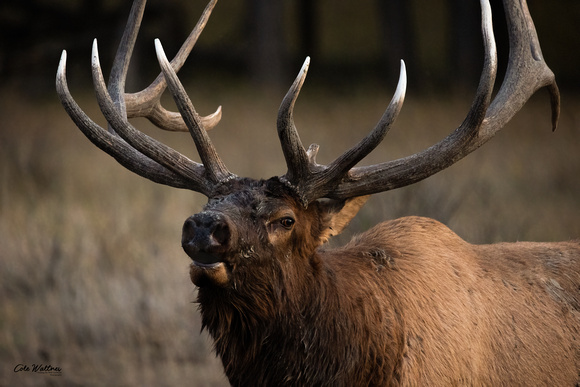 Bull elk close looking left 2021