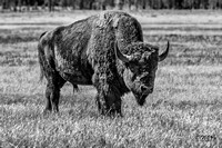 Bull Bison 2016
