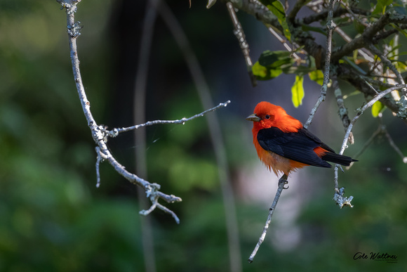 Scarlet Tanager A