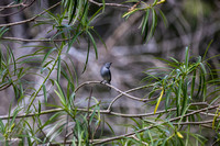 Blue-gray Gnatcatcher B