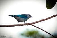 Blue-gray Tanager A
