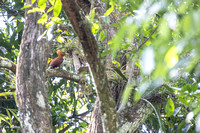 Chestnut-colored Woodpecker A