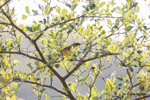 Gray-crowned Yellowthroat A