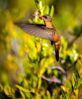 Cinnamon Hummingbird A