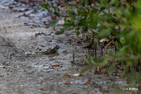American Redstart Female