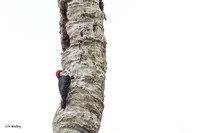 Black-cheeked Woodpecker ID photo
