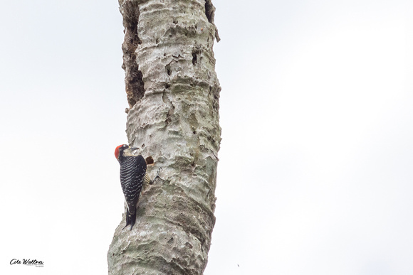 Black-cheeked Woodpecker ID photo