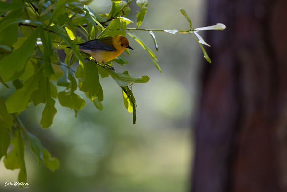 Prothonotary Warbler A