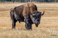 Bull Bison A 2016