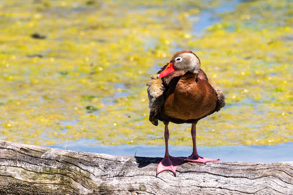 Black-bellied Whistling Duck A