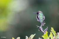 Anna's Hummingbird A