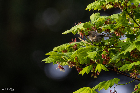 Bushtit A