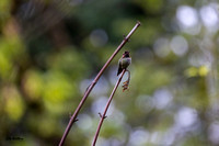 Anna's Hummingbird B