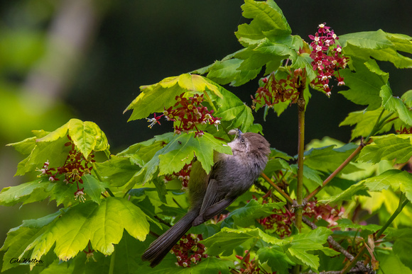 Bushtit D