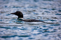 Common Loon A