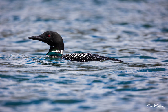 Common Loon A