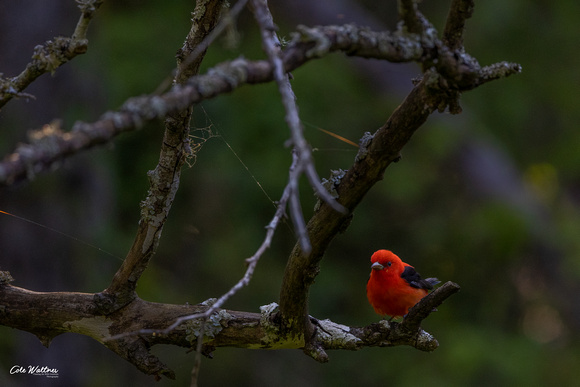 Scarlet Tanager F