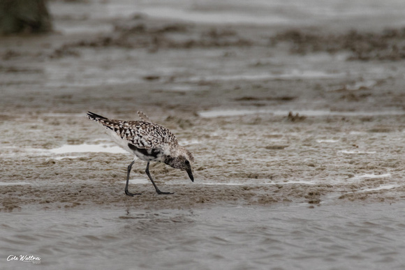 Black Bellied Plover B