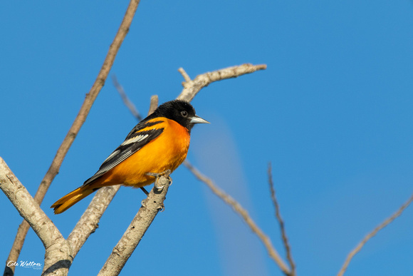 Baltimore Oriole A